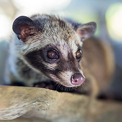 southeast asian palm civet