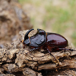 coconut rhinoceros beetle