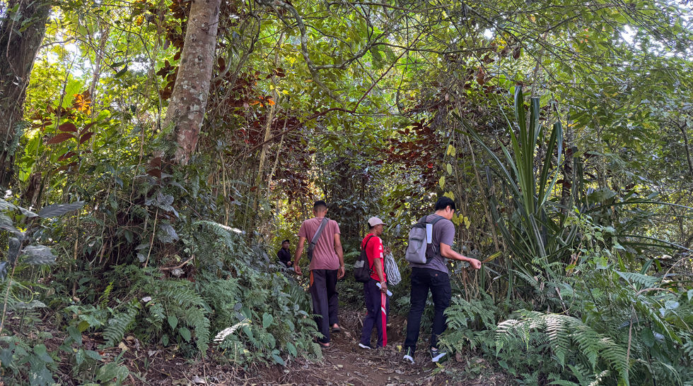 Trekking through Mt. Batukaru's rainforests