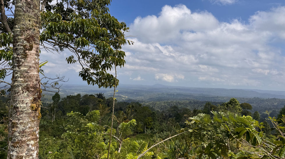 Trekking through Mt. Batukaru's rainforests