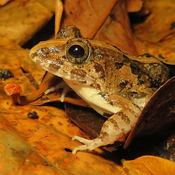 paddy field frog