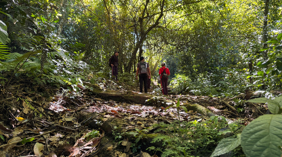 Trekking through Mt. Batukaru's rainforests