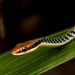 Painted bronzeback