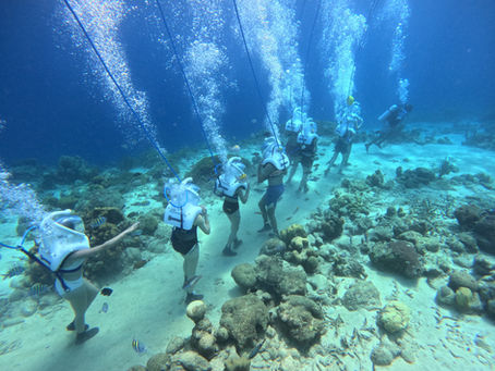 Experience Safe and Fun Diving in Tenerife