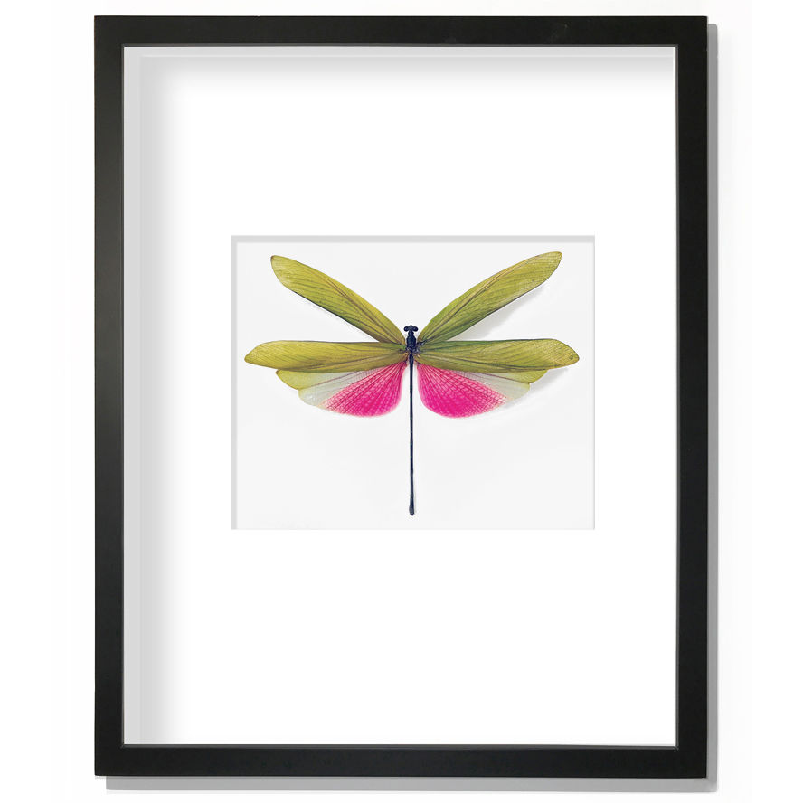 Waterlily Damselfly