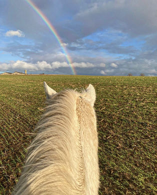 Dominique Meirlaen; seahorse coaching; horse reflected learning; Horebeke; horse reflected coaching; loopbaancoaching; psycholoog; vlaamse ardennen