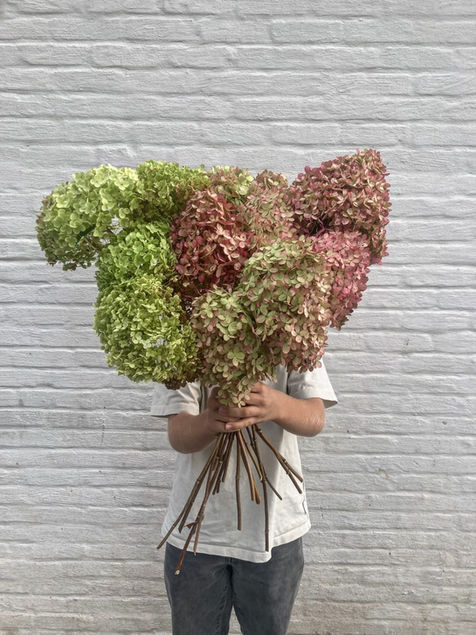 Seizoensbloemen; lokaal; uit eigen tuin; dagverse boeketjes; veldbloemen; dahlia's; cosmos; hortensia