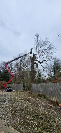 Professional Tree Surgeons