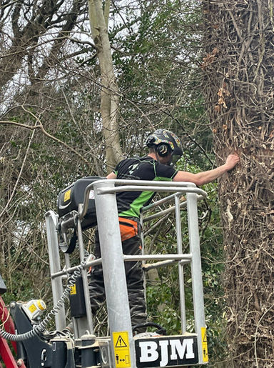 Tree Climber at work