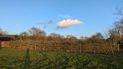Hedges trimmed