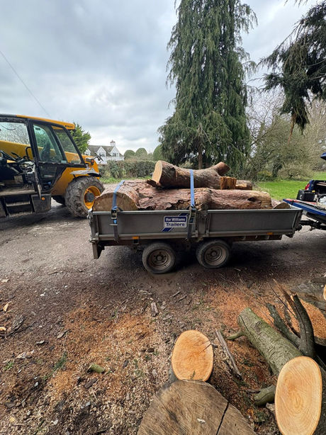 Tree Surgeons in Tenbury Wells