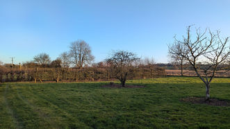 Beautiful Trimmed Hedges