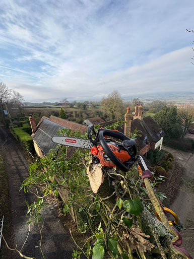Garden Cleanup