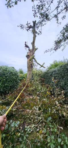Tree being cut down