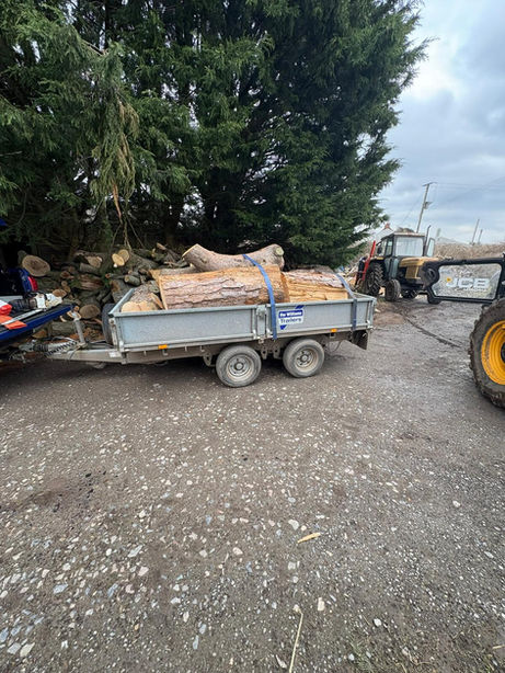 Tree Surgery