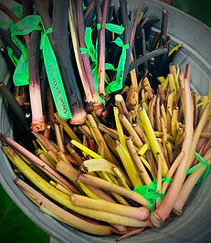 2025 Taro Fest - 9.jpeg