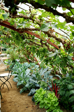jardin-sous-les-tilleuls-(2)