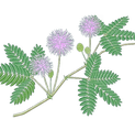 ojigisou.png