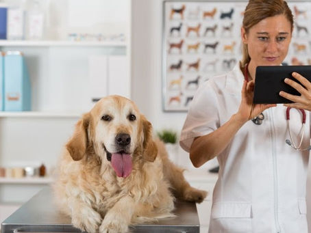 De olho na saúde: como identificar problemas urinários nos pets?