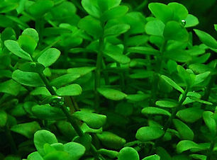 bacopa-monniera-1-kok-akvaryum-bitkisi-3