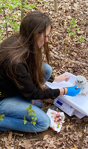 Jess feeding an orphaned barred owlet in the field.JPG