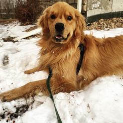 Golden retriever