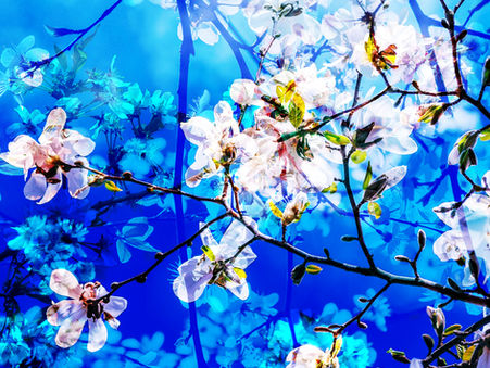 Blossom Limited Edition Contemporary Digital Fine Art Print By Charlie,