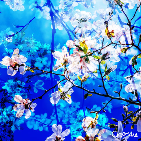 Blossom - Limited Edition Contemporary Digital Fine Art Print by Charlie