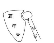 肩と肩甲骨のイラスト①