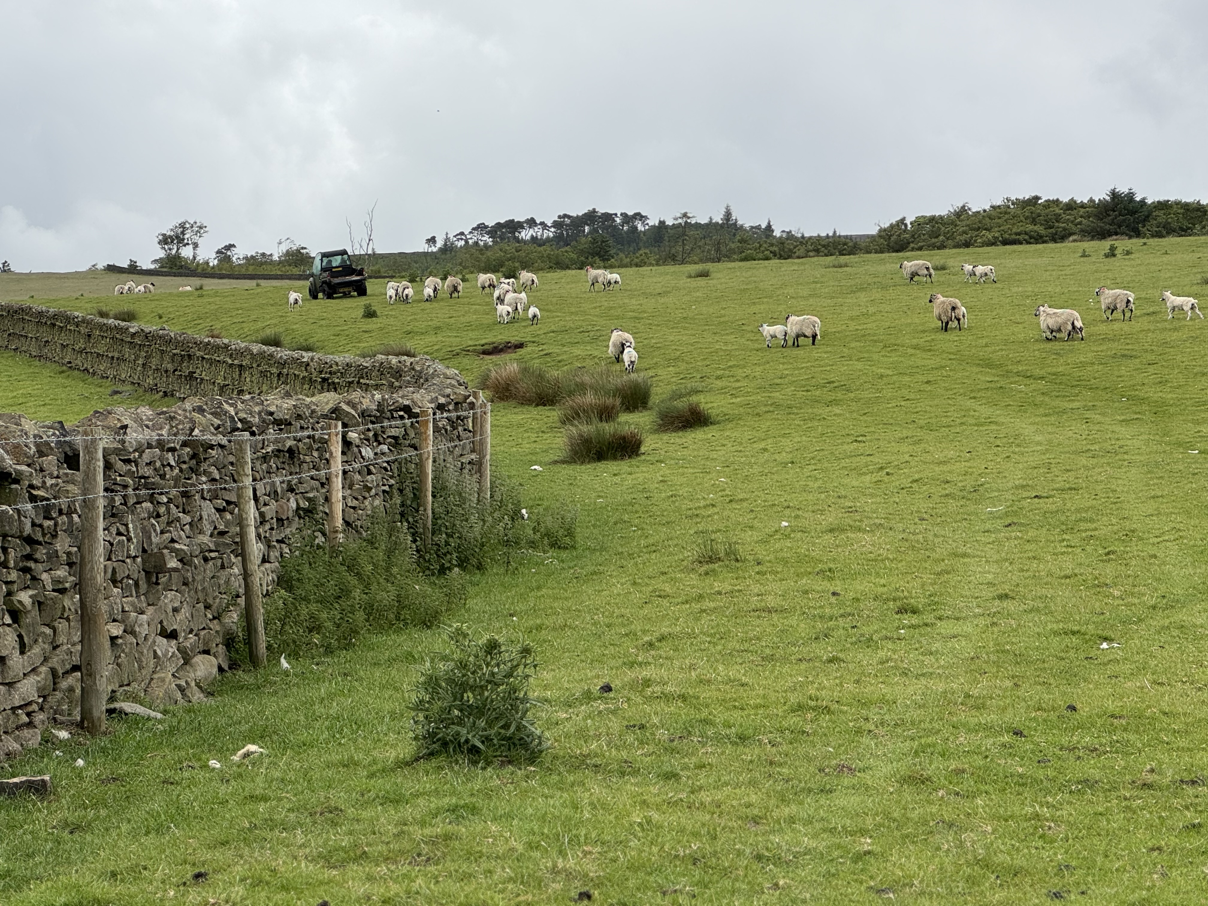 Sheep graze on a lush green hillside with a stone wall and a tractor in the background under a cloudy sky, creating a serene pastoral scene.