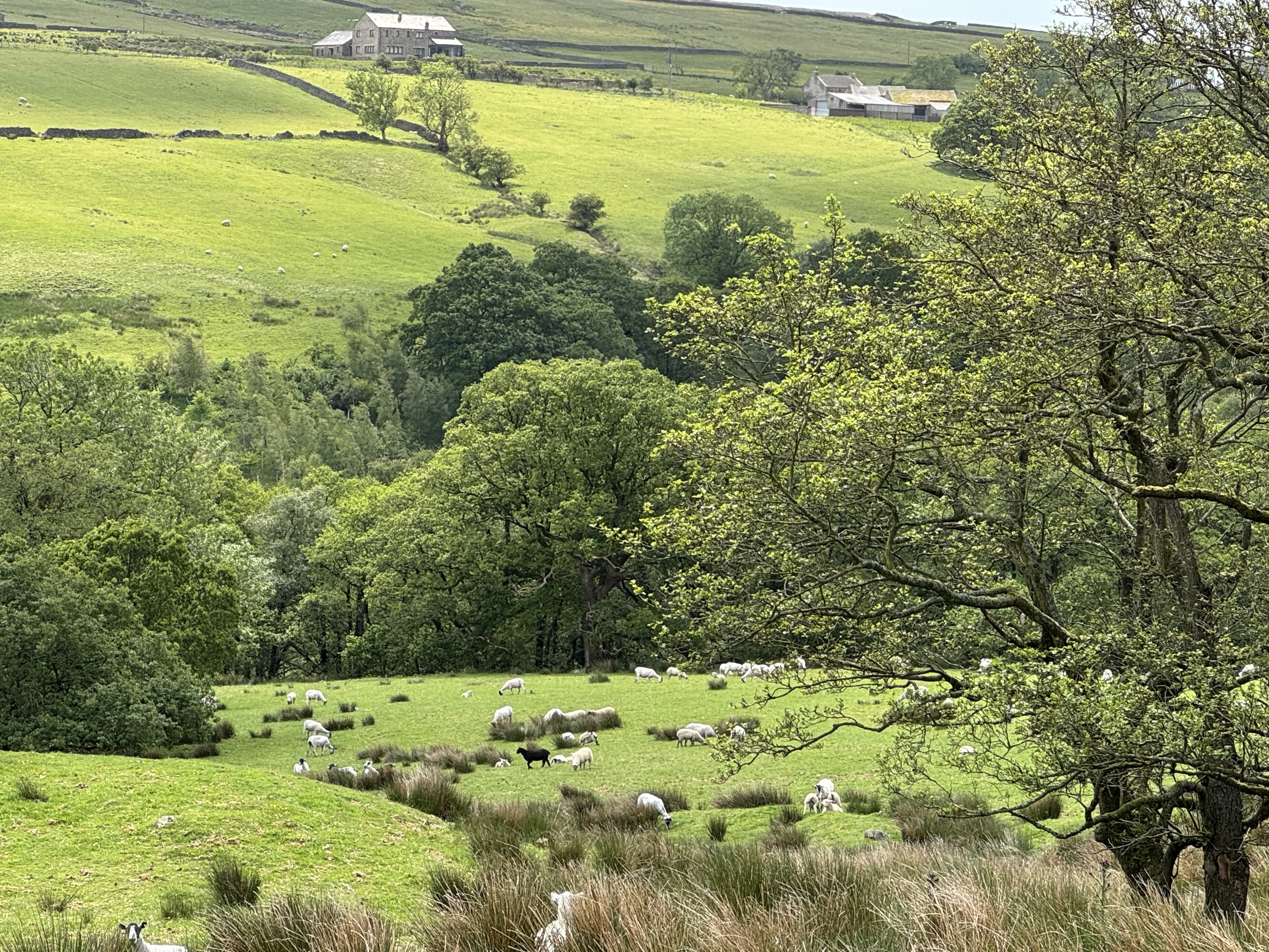 Sheep graze in a lush green field with scattered trees. Hills in the background hold a farmhouse. The scene is tranquil and pastoral.