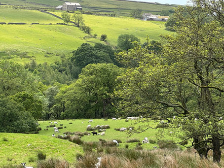 Sheep graze in a lush, hilly pasture with scattered trees. Stone houses are visible in the distance under a cloudy sky, evoking tranquility.