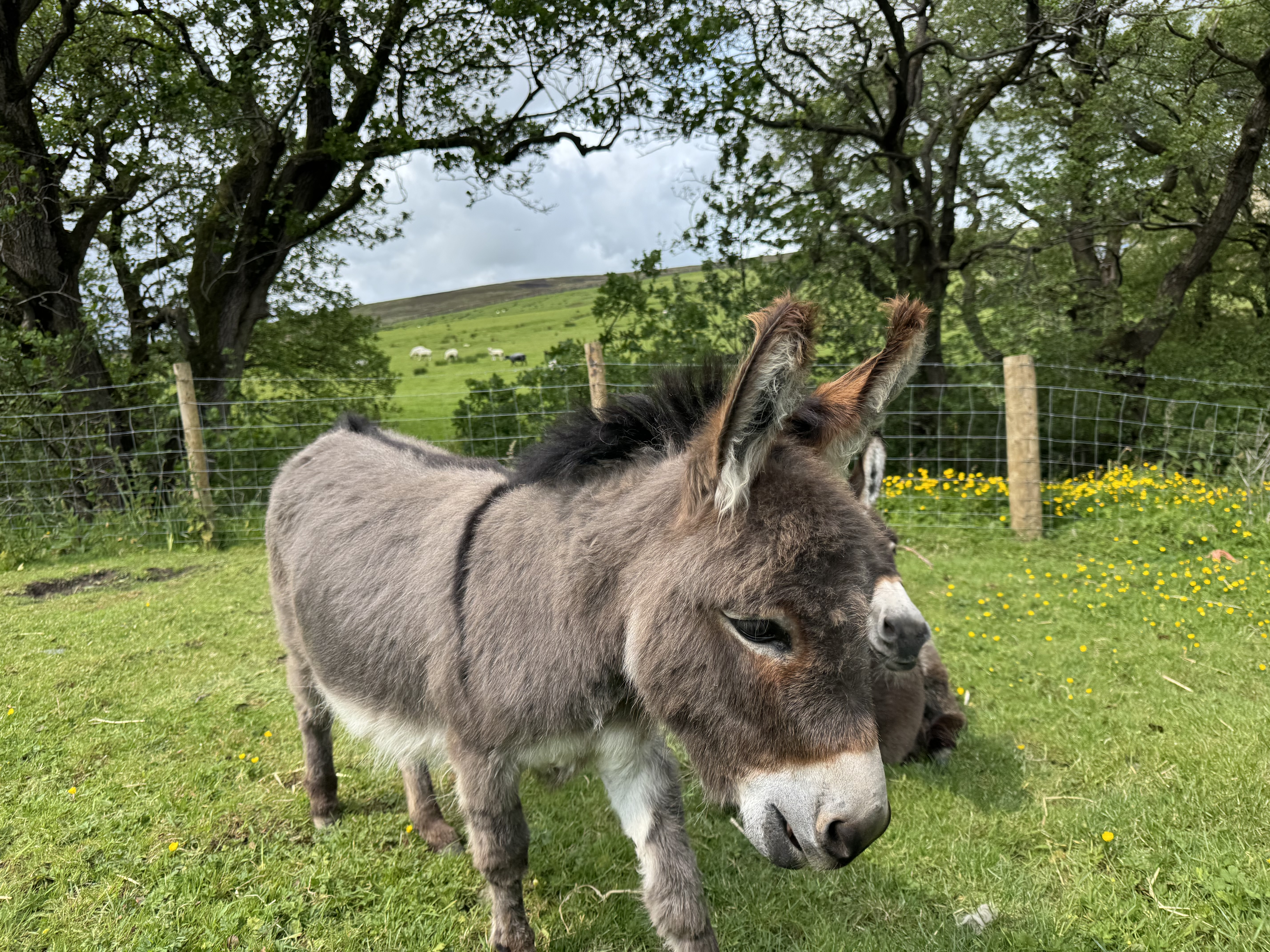 A donkey stands on green grass with yellow flowers, near a wire fence. Trees and a cloudy sky fill the background, creating a serene scene.