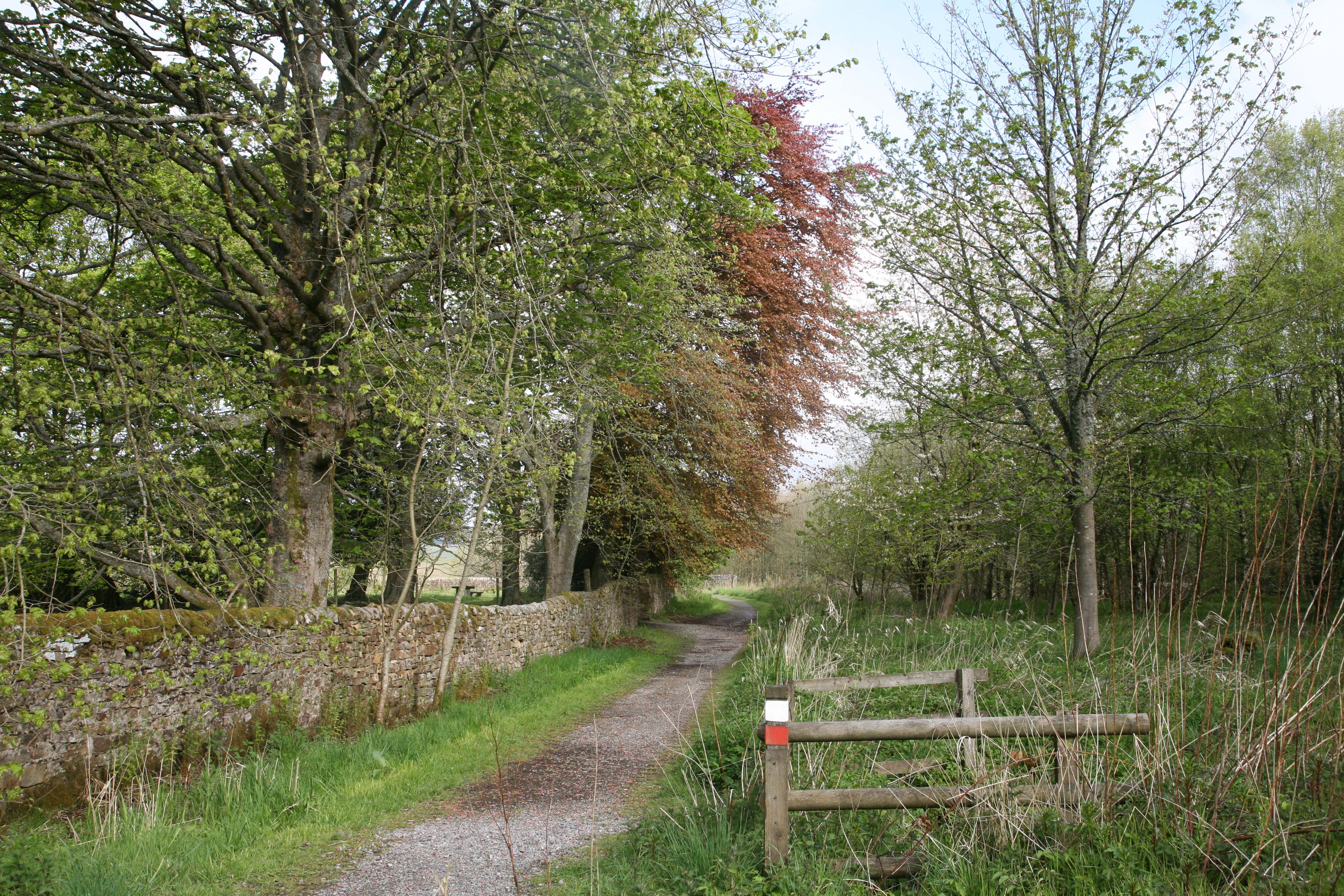 The purpose-built track through Gisburn forest.  A dry stone wall runs along the edge of the track.  Tall trees.
