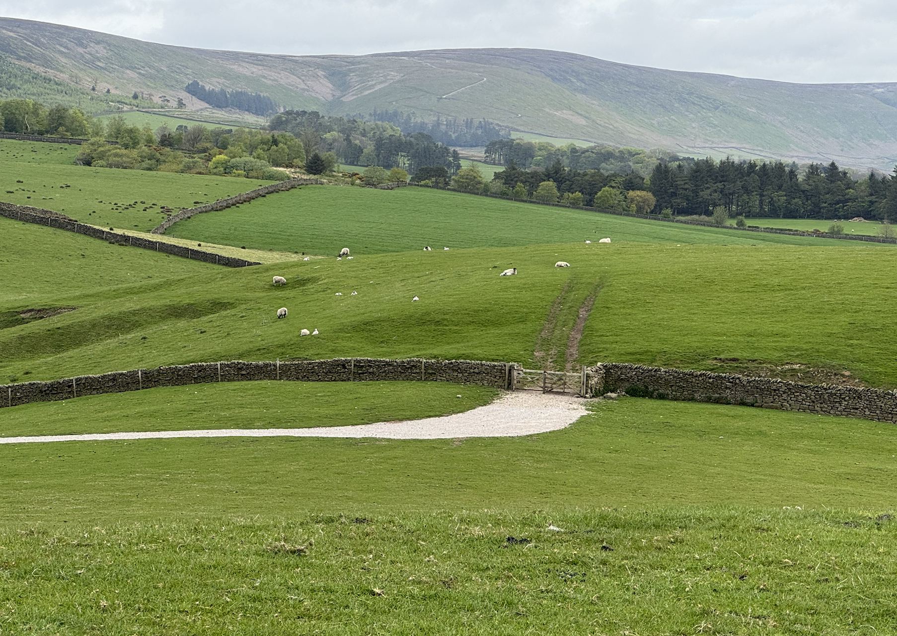 Rolling green hills with grazing sheep, stone walls, and a wooden gate. Overcast sky with distant mountains; serene countryside scene.