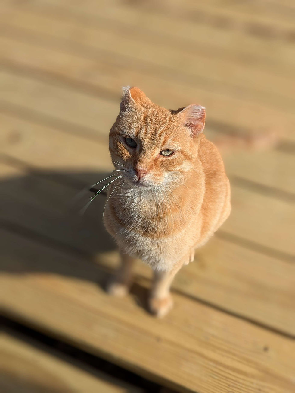 orange cat