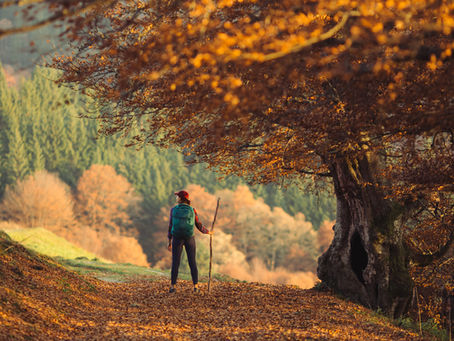 A lone hiker pauses beneath an ancient, golden-canopied tree on a quiet autumn trail. Warm sunlight filters through amber leaves, casting a soft glow over the misty valley below. With a walking stick in hand and a turquoise backpack, she stands at the edge of the world, wrapped in the serene magic of fall’s embrace.