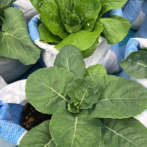 こんなに育つ！野菜栽培のようす