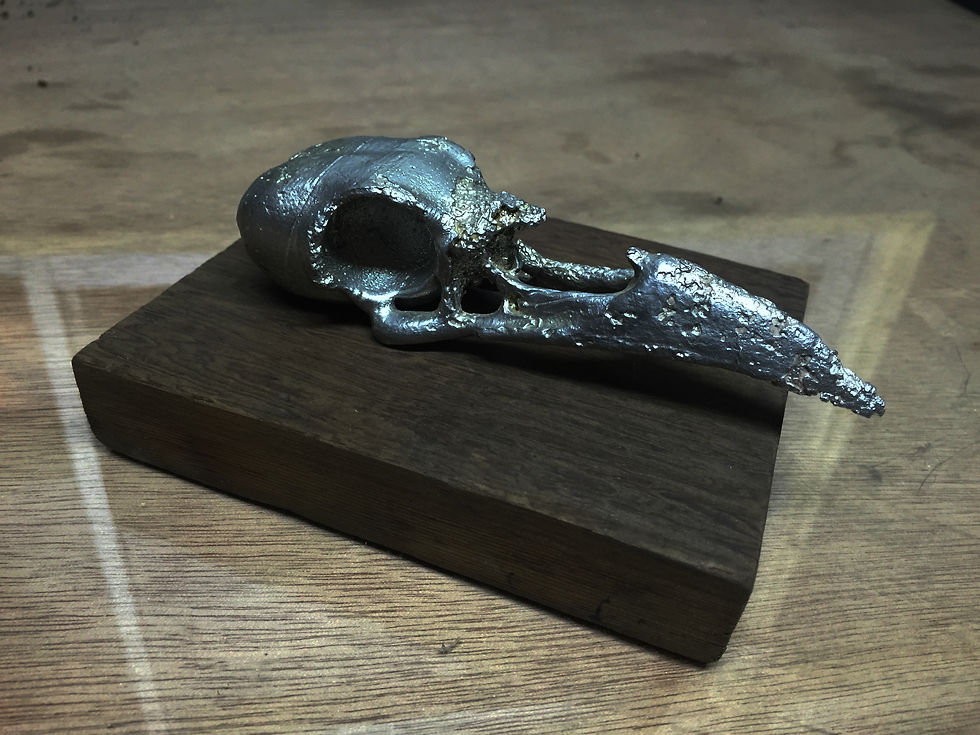 Craneo de cuervo