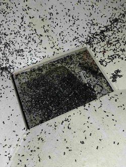 Técnica N° 25 DE 6°