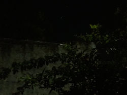 HC_Esc31DE9_ElArbolSinHojas 2