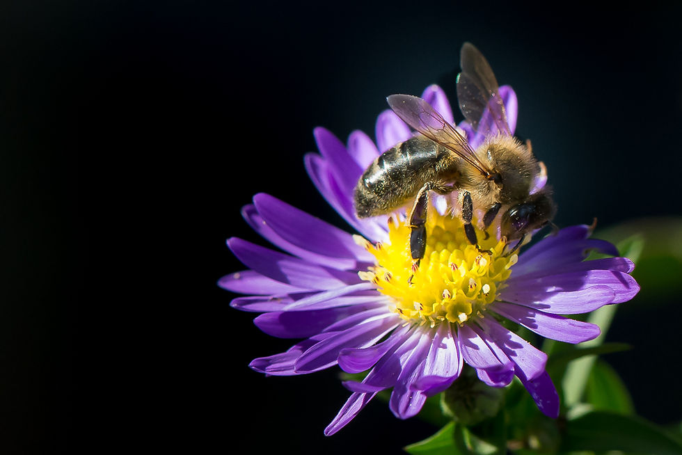Abeille sur aster