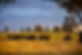 OnFarm_Brockelhurst_0072_lowres_TA PORTAL.JPG