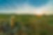 AdobeStock_253321363-2.jpeg