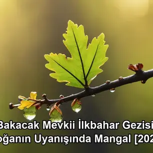 Bakacak Mevkii ilkbahar - Bolu Dağı bahar doğa gezisi