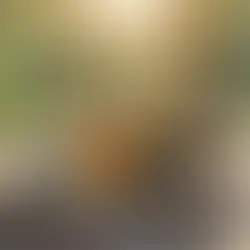 Bolu piknik organizasyonu kurumsal - Bolu Dağı İbrahimin Yeri