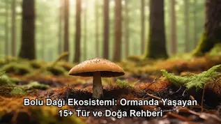Bolu Dağı ekosistemi - kapak görseli