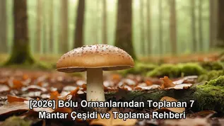 Bolu ormanı mantar çeşitleri - kapak görseli