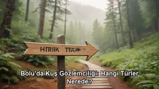 Bolu kuş gözlemciliği türleri - Bolu Dağı İbrahimin Yeri