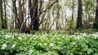 Bolu Dağı ilkbahar - çiçekli orman yolları